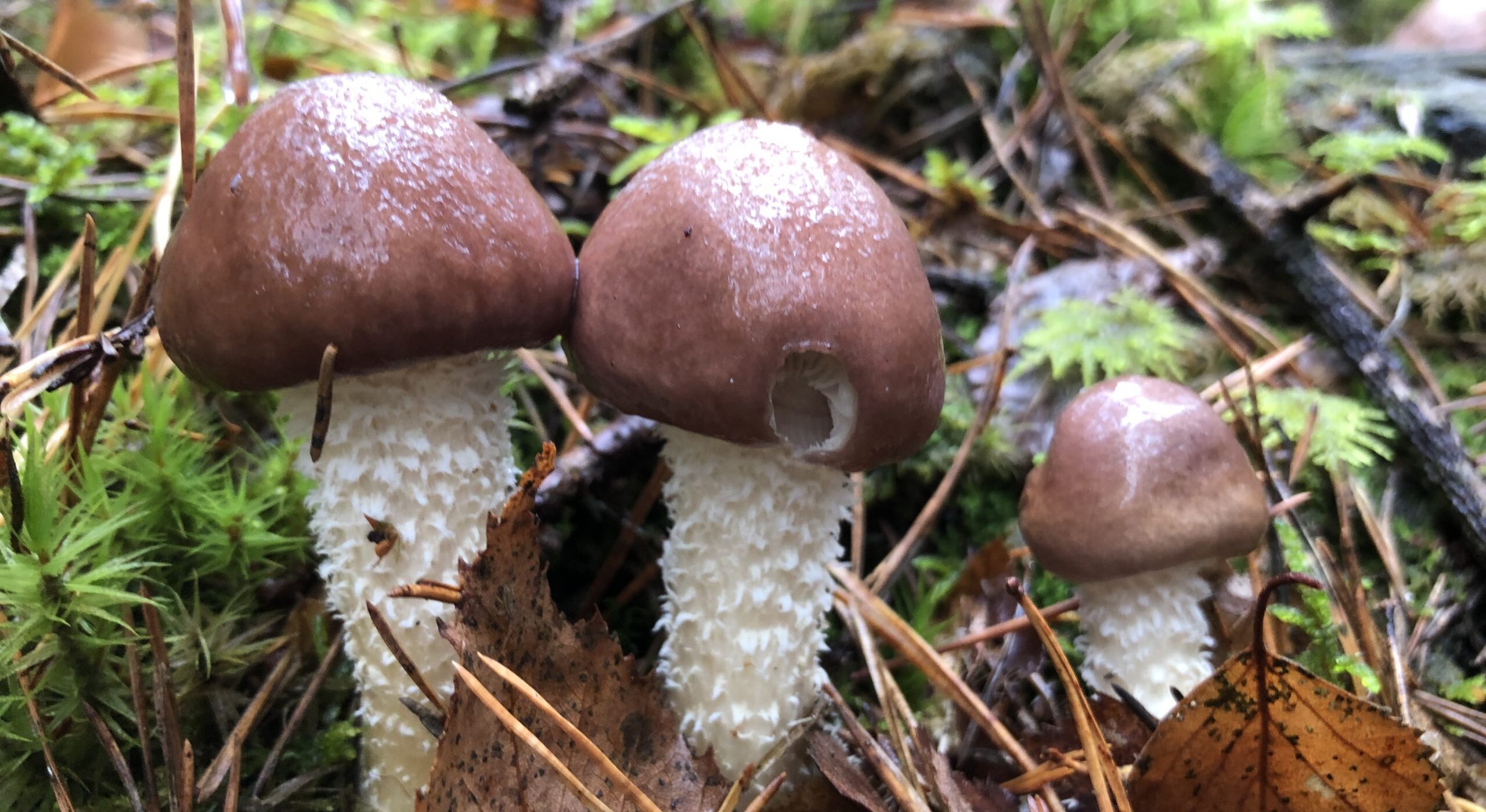 Sopptur på Nes på Jeløy med fokus på registrering av seinhøstsopper.